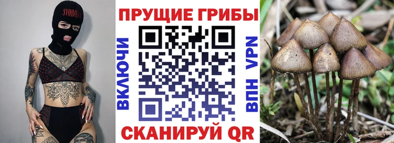 Галлюциногенные грибы Psilocybine cubensis  Купить где  Озёры 